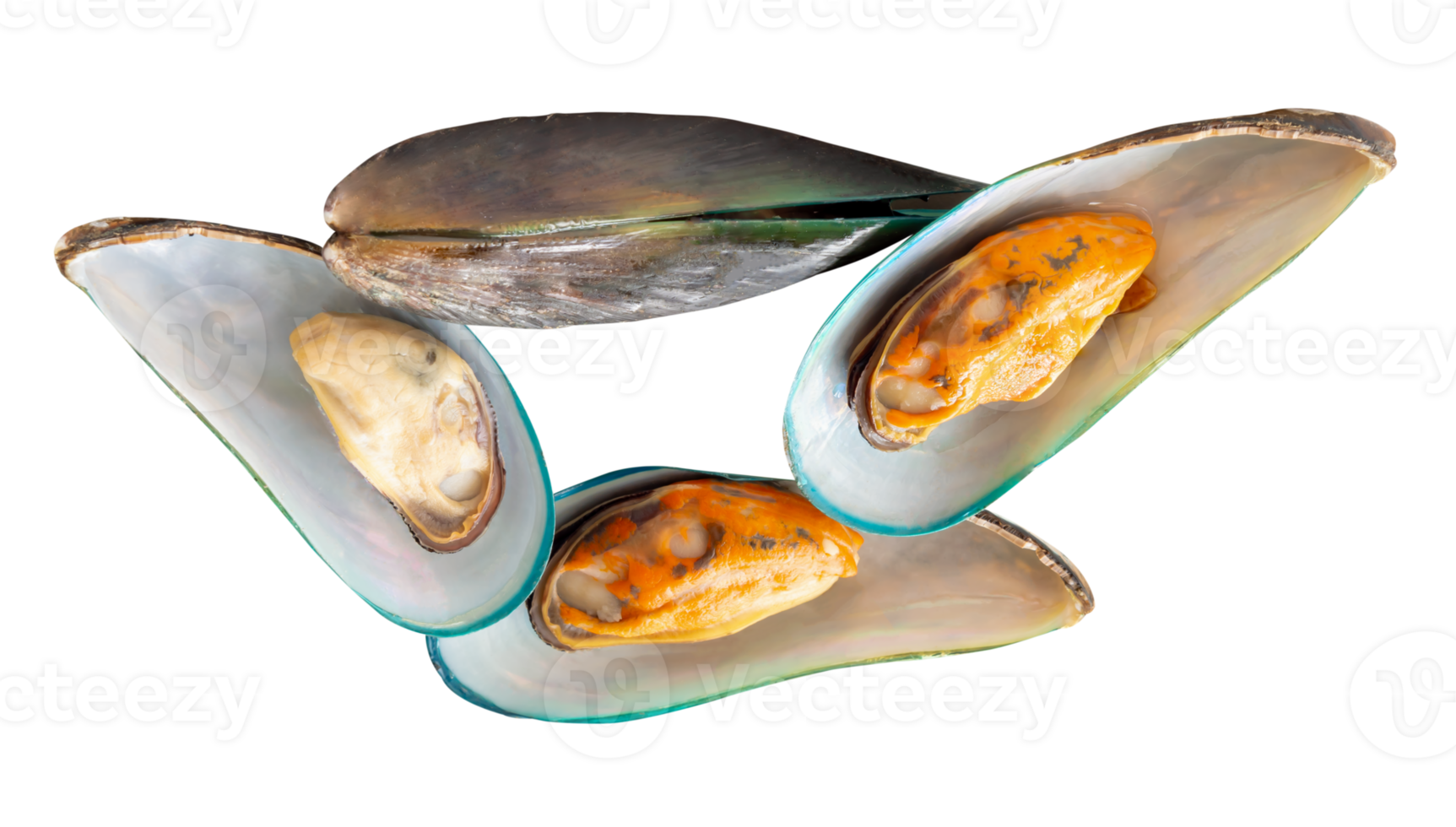 Four cooked or steamed green mussels in stack isolated with clipping path in file format png