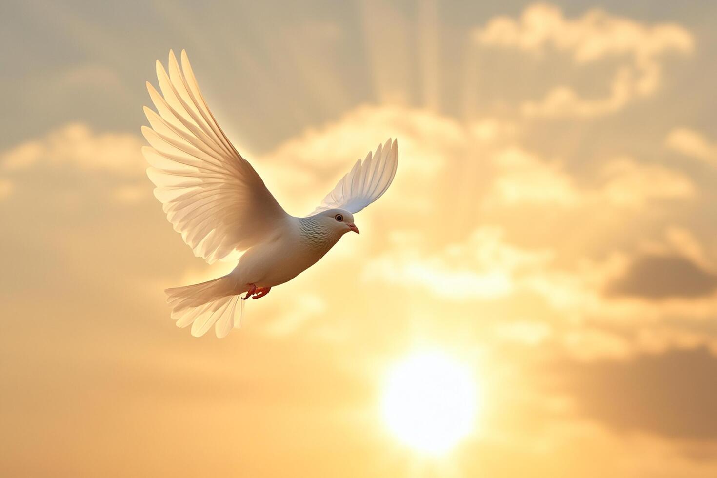 White dove flying in the sky with sun in background photo