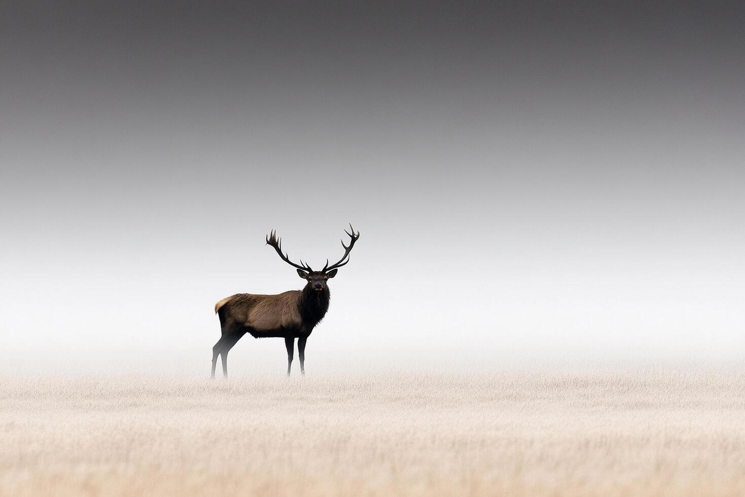 A deer stands alone in a foggy field photo