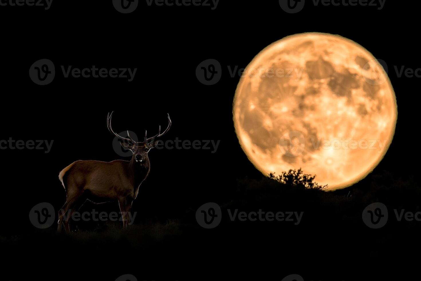 A deer stands in front of a full moon photo