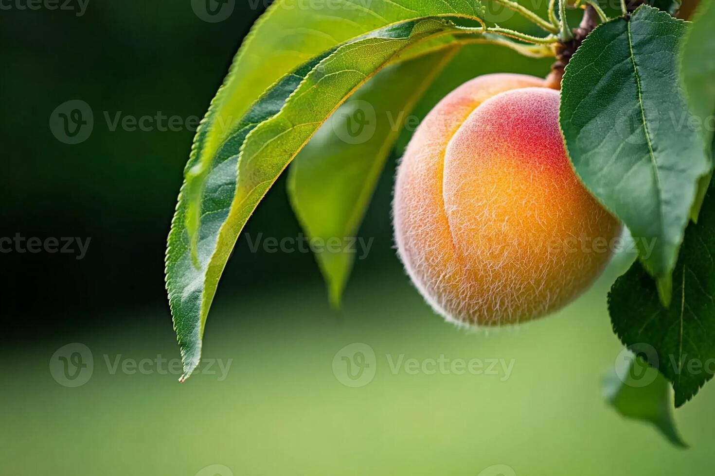 Peach on a tree photo