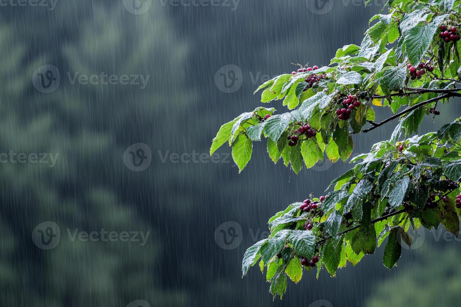 A tree with berries in the rain photo
