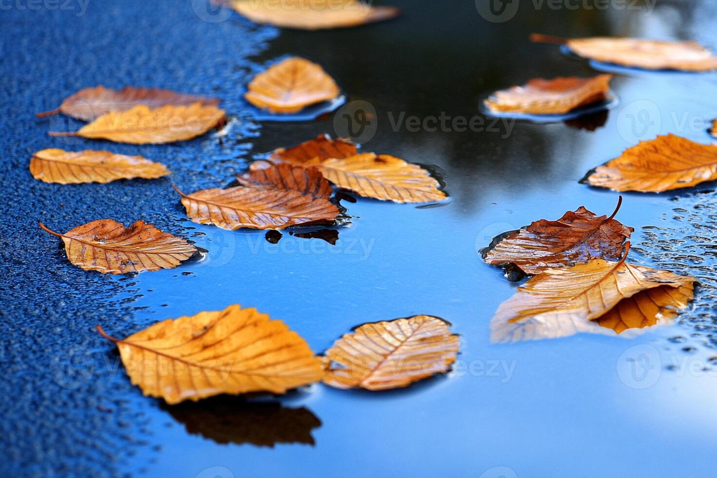 A puddle of water with leaves floating on top photo