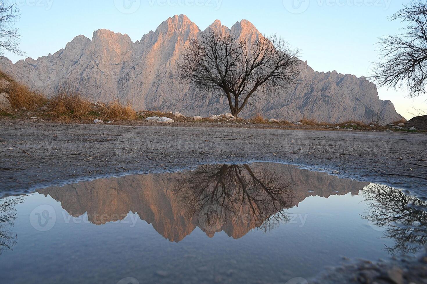 A tree is reflected in a puddle of water photo