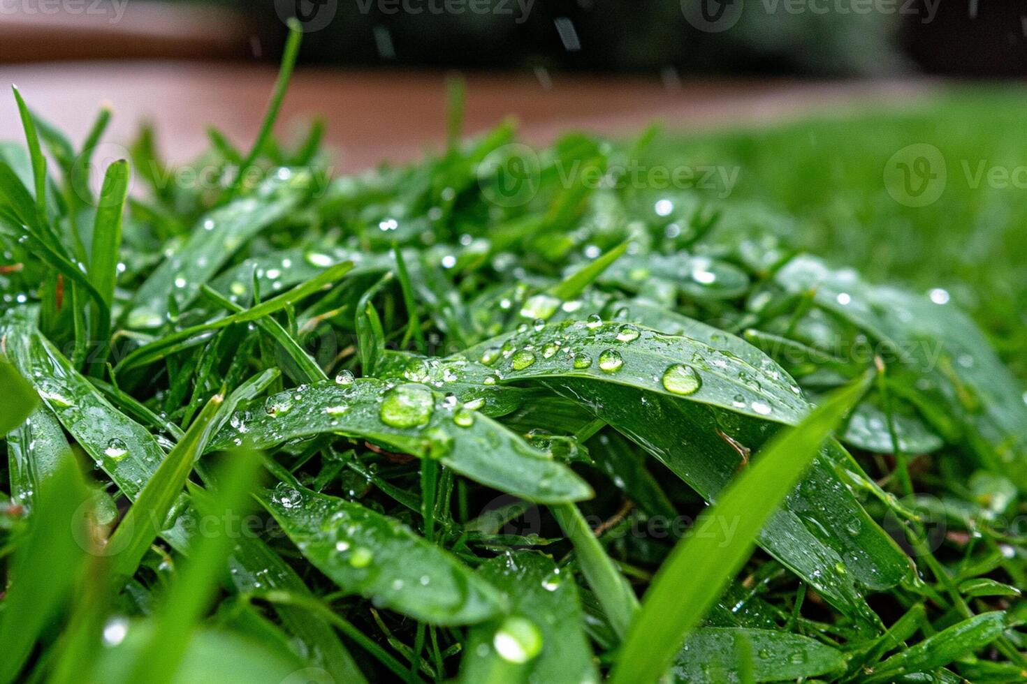 A close up of green grass with water droplets photo