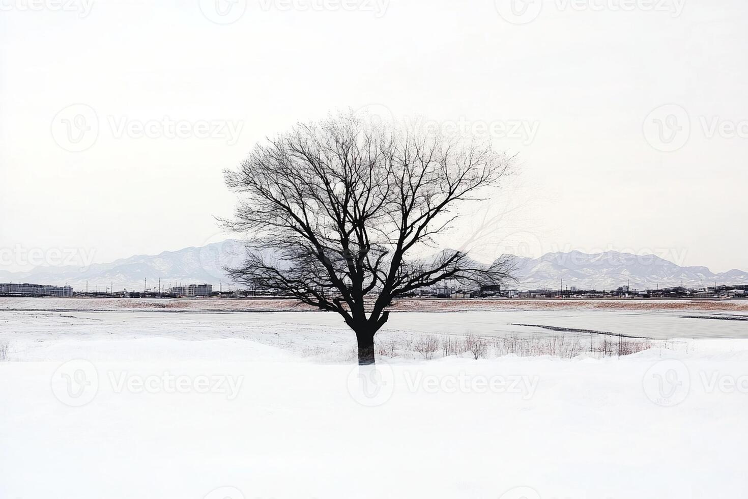 A lone tree stands in the snow near a body of water photo