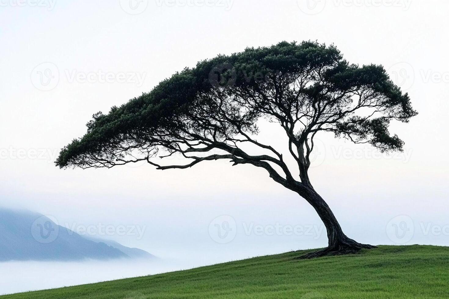 A lone tree stands on a grassy hill photo