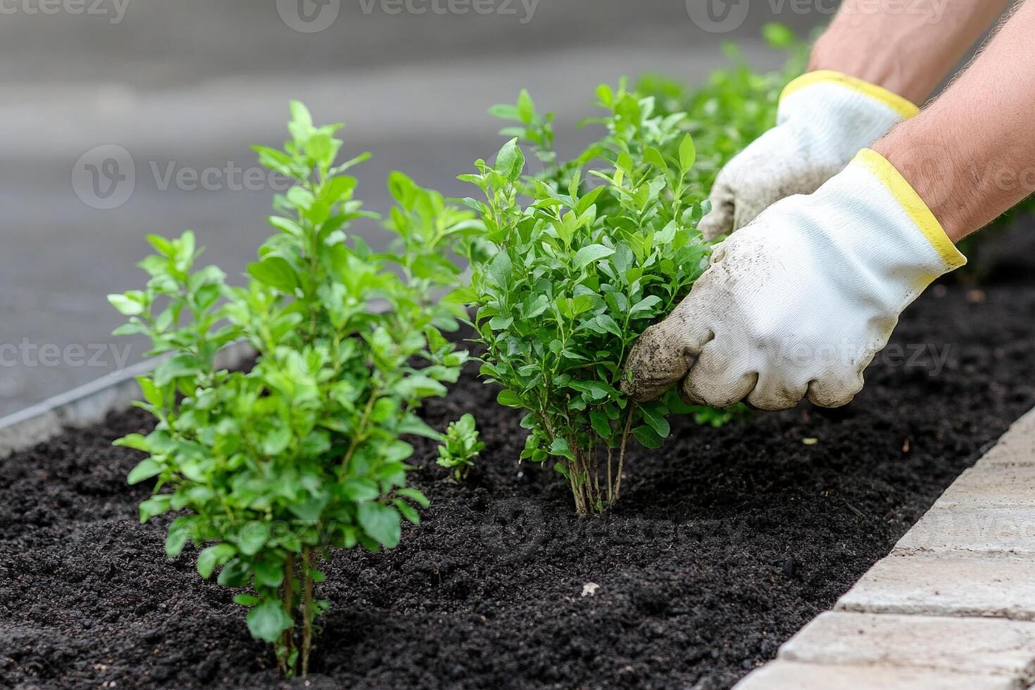 A person in gloves is planting plants in a garden photo