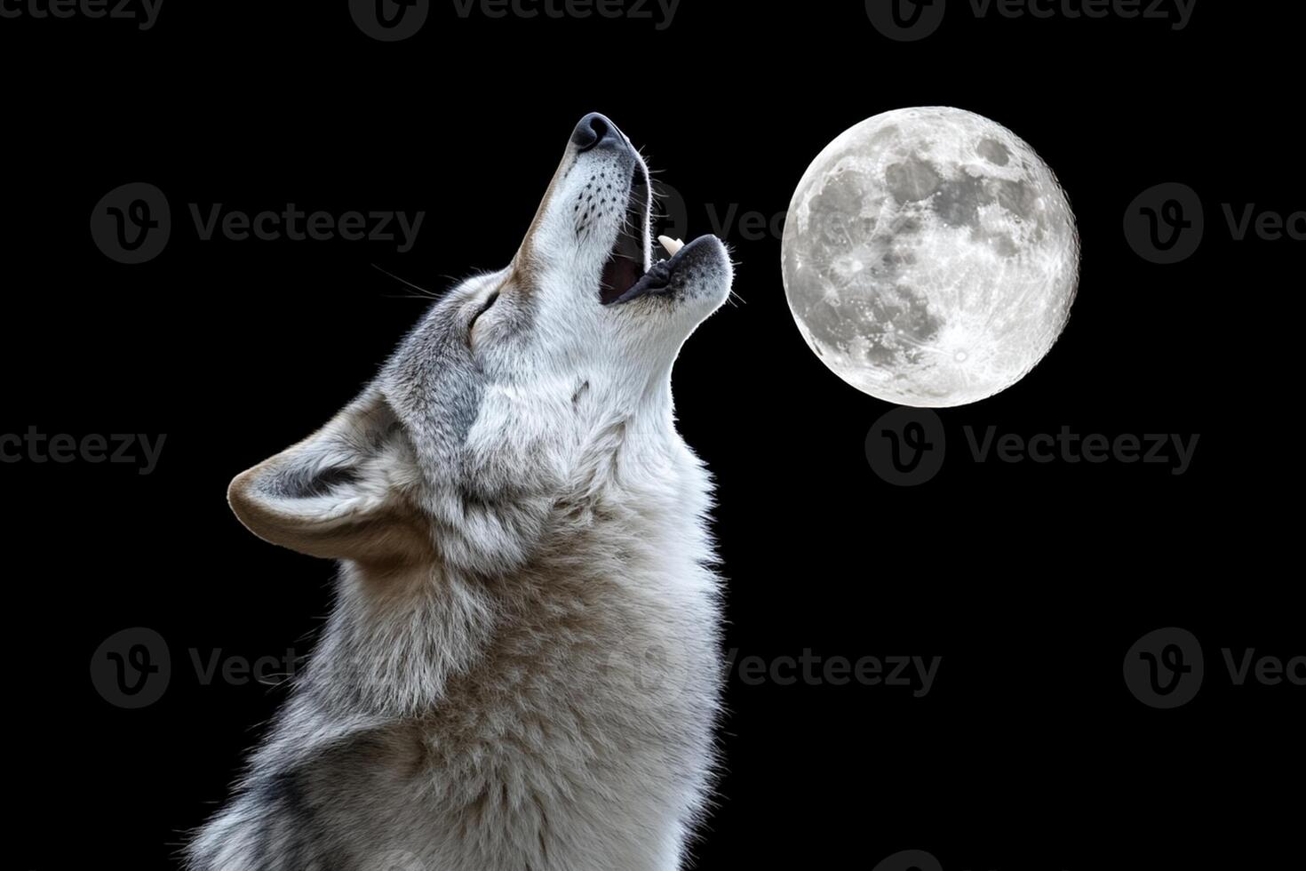 Wolf howling at the moon photo