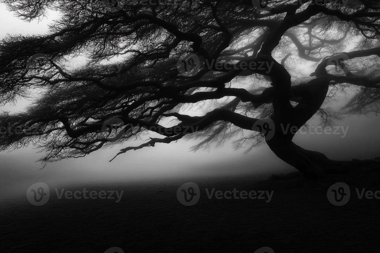 Black and white photograph of a tree in the fog photo