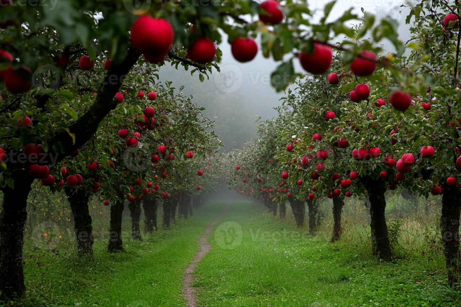 An apple orchard with rows of red apples photo