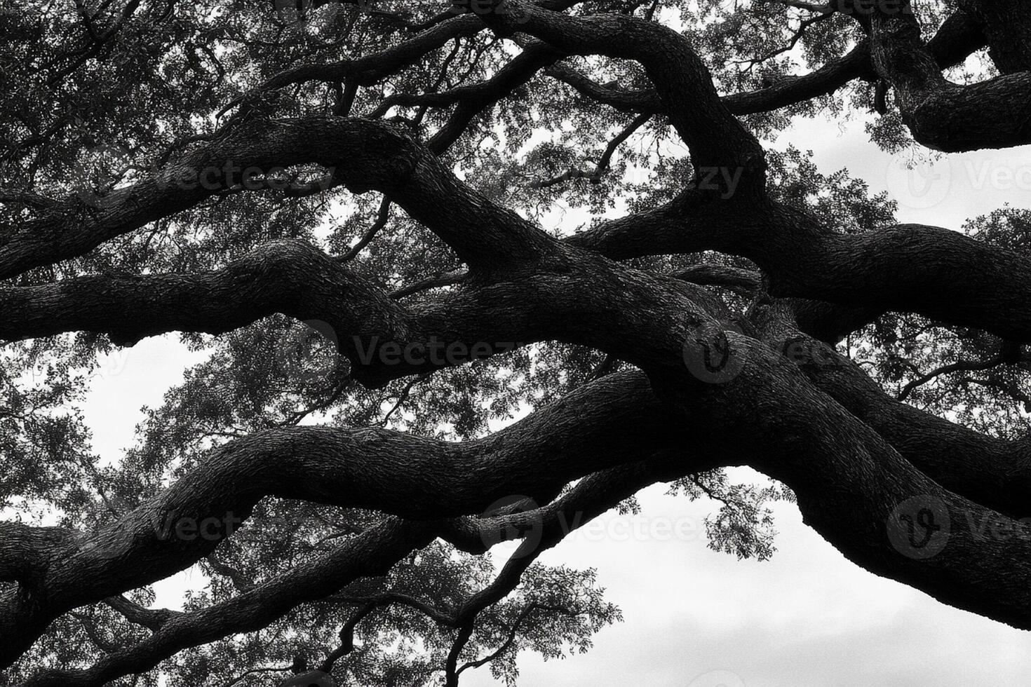 Black and white photograph of a tree with branches photo