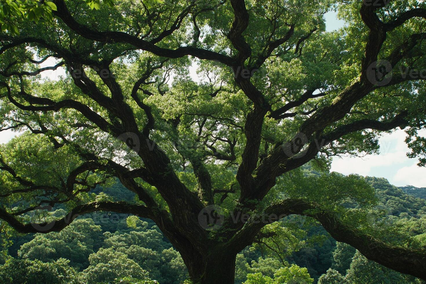 A large tree in the middle of a lush green field photo