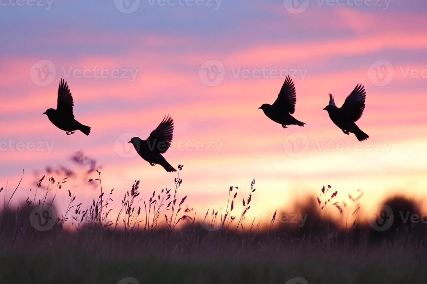 Four birds flying in the air at sunset photo