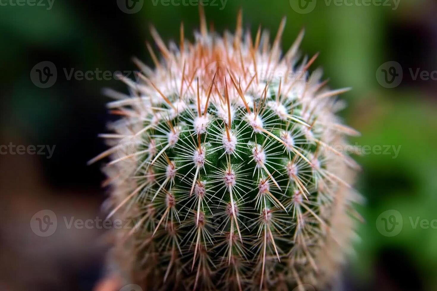 A close up of a cactus plant with sharp spines photo