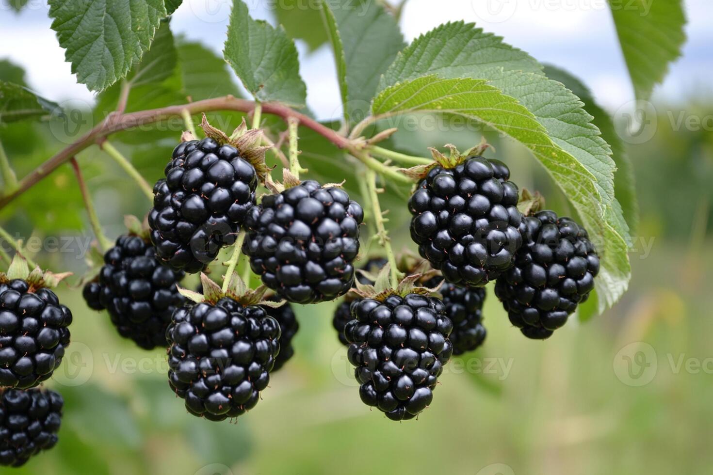Blackberries are ripe on a tree branch photo