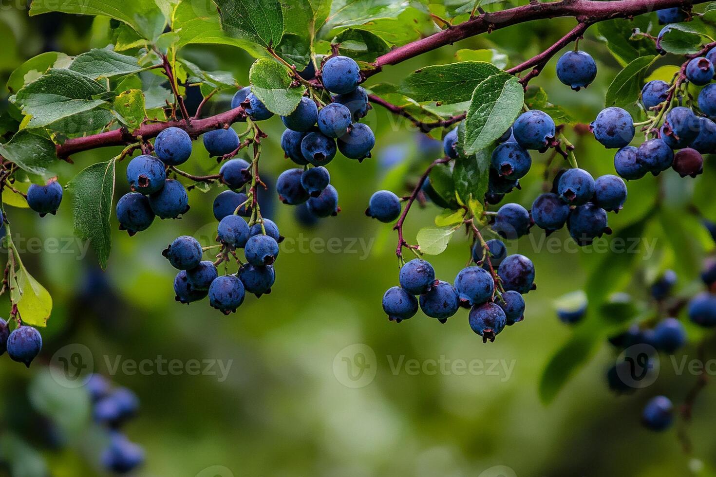 Blueberries on a tree branch photo