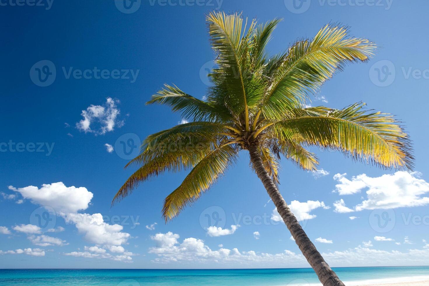 A palm tree on a beach photo