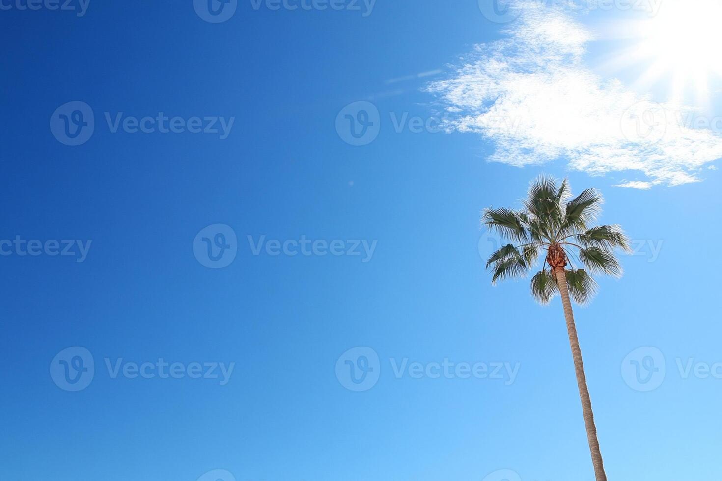A palm tree stands in front of a blue sky photo