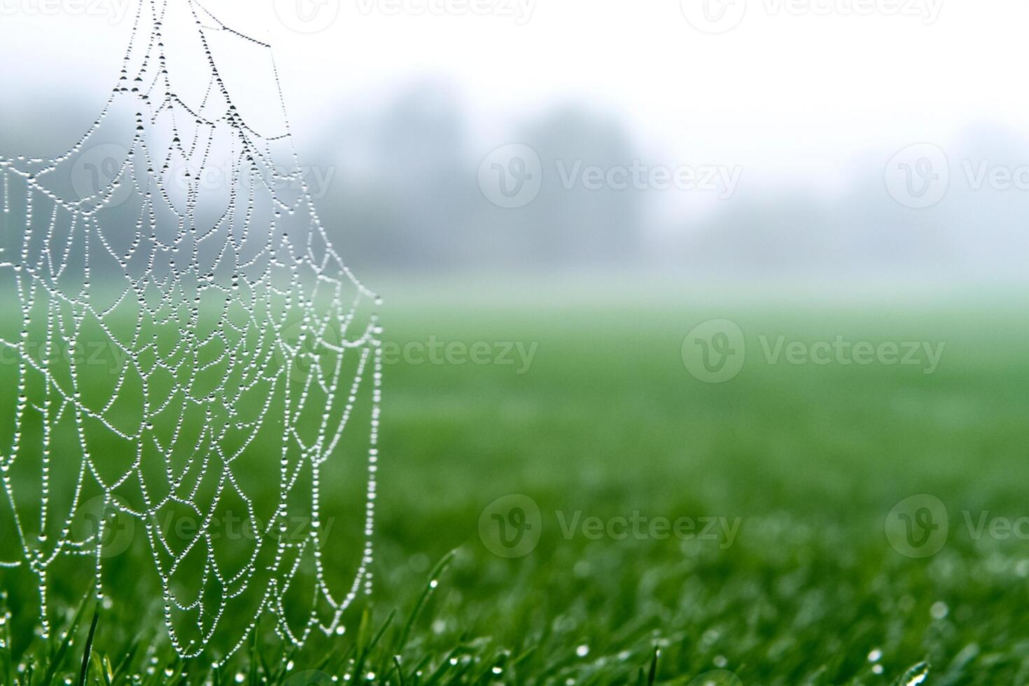 A spider web covered in dew on a grassy field photo