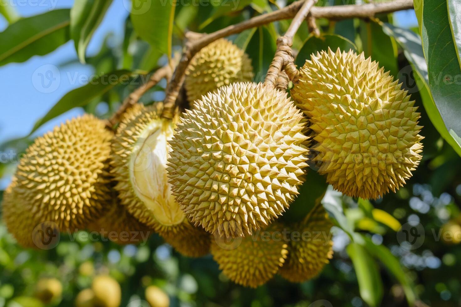 A bunch of durian fruit hanging from a tree photo