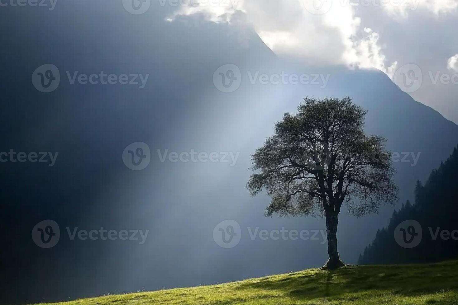 A lone tree stands in front of a mountain range photo