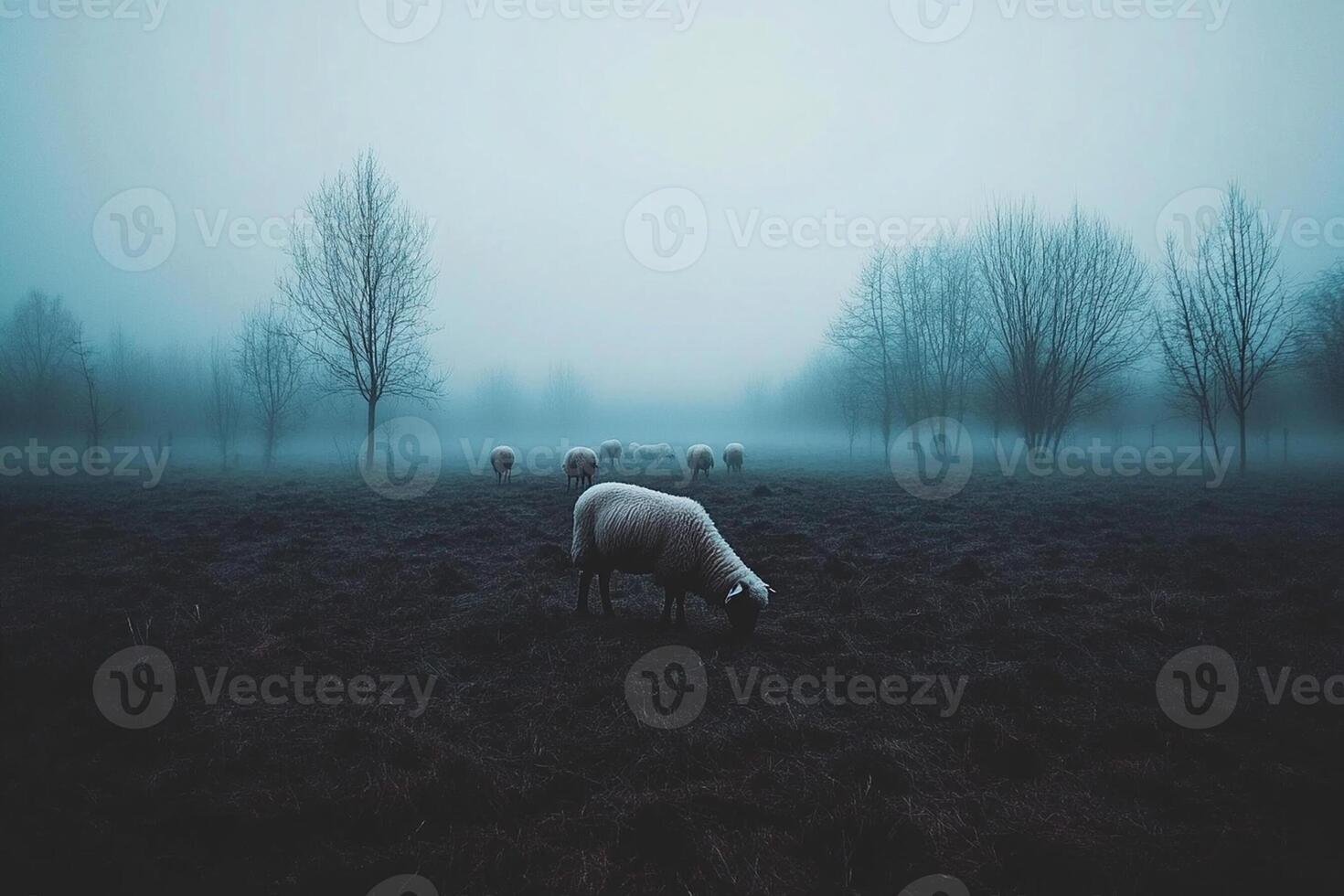 Sheep grazing in a foggy field photo