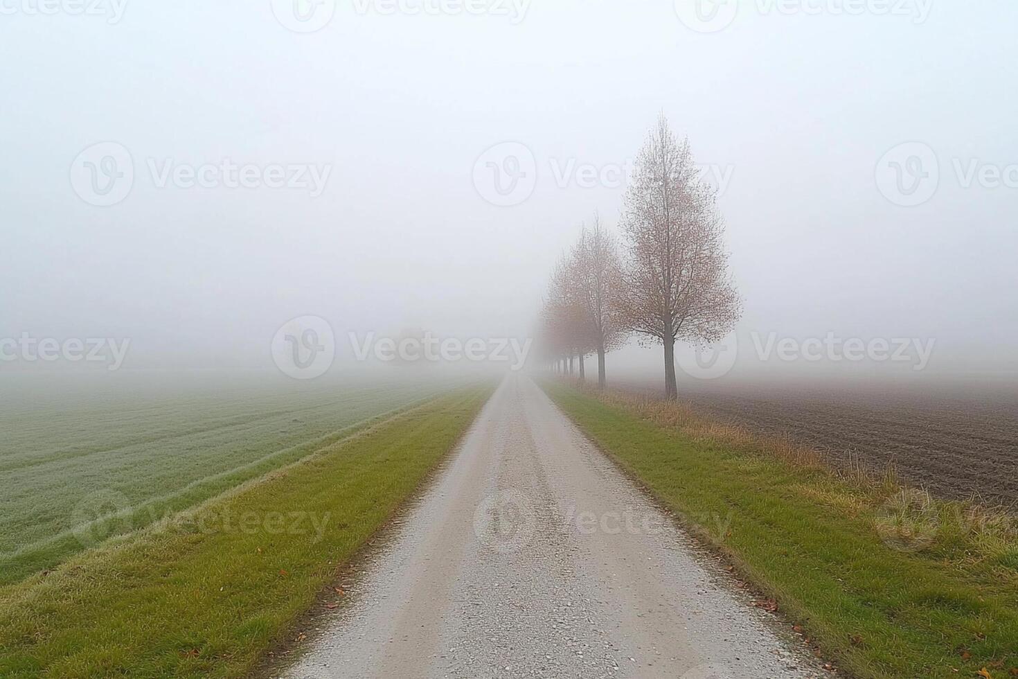 A dirt road leads to a field with trees photo