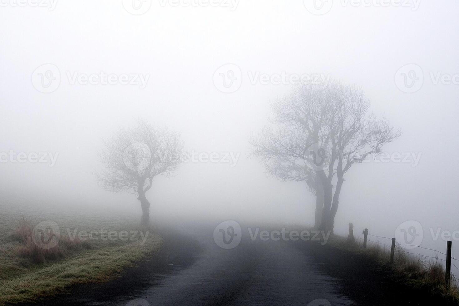 Two trees stand on the side of a foggy road photo