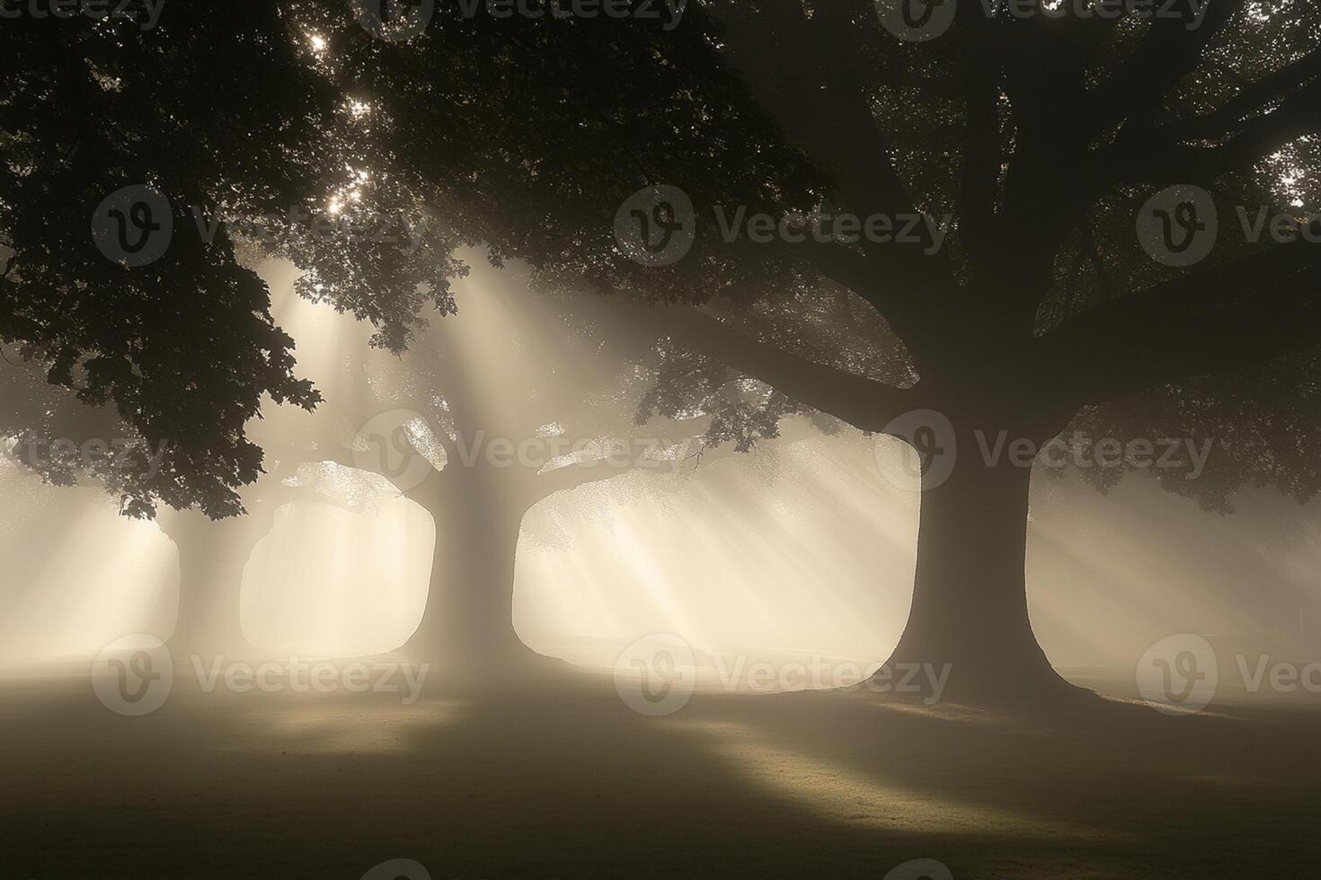 Sunlight shining through trees in a foggy park photo