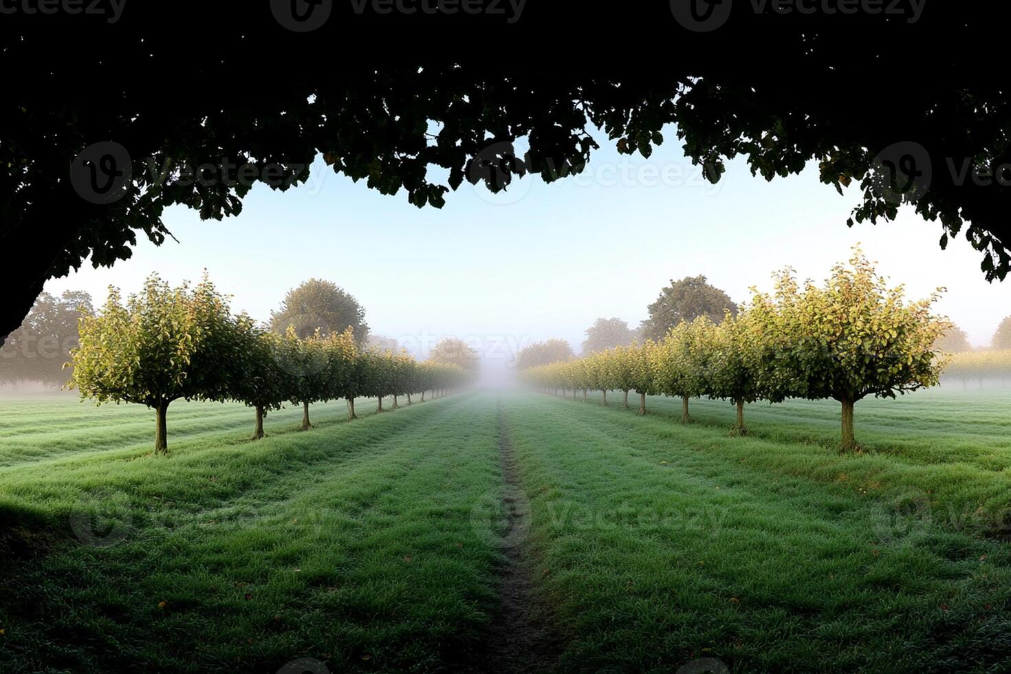 An apple orchard with trees and grass photo