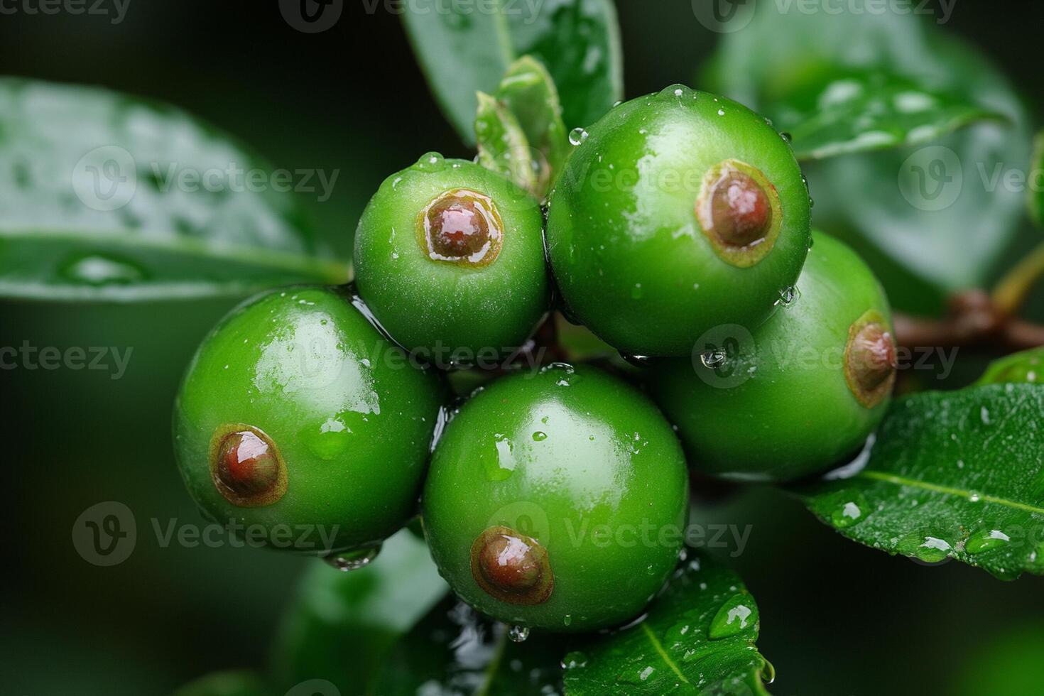Green berries on a tree branch with water droplets photo