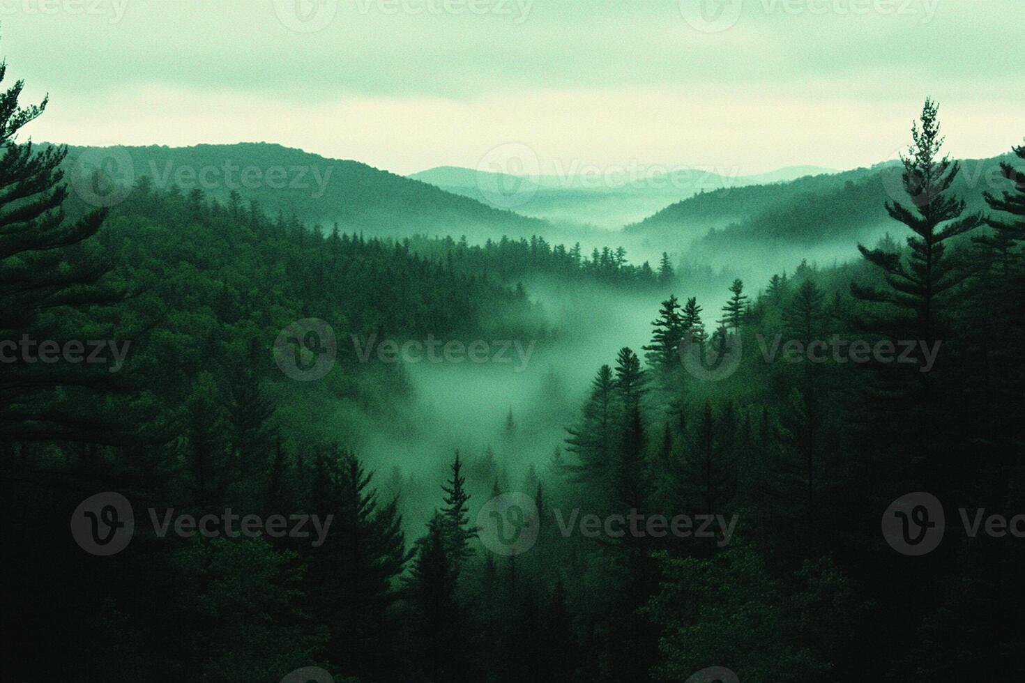 A foggy forest with trees and mountains photo
