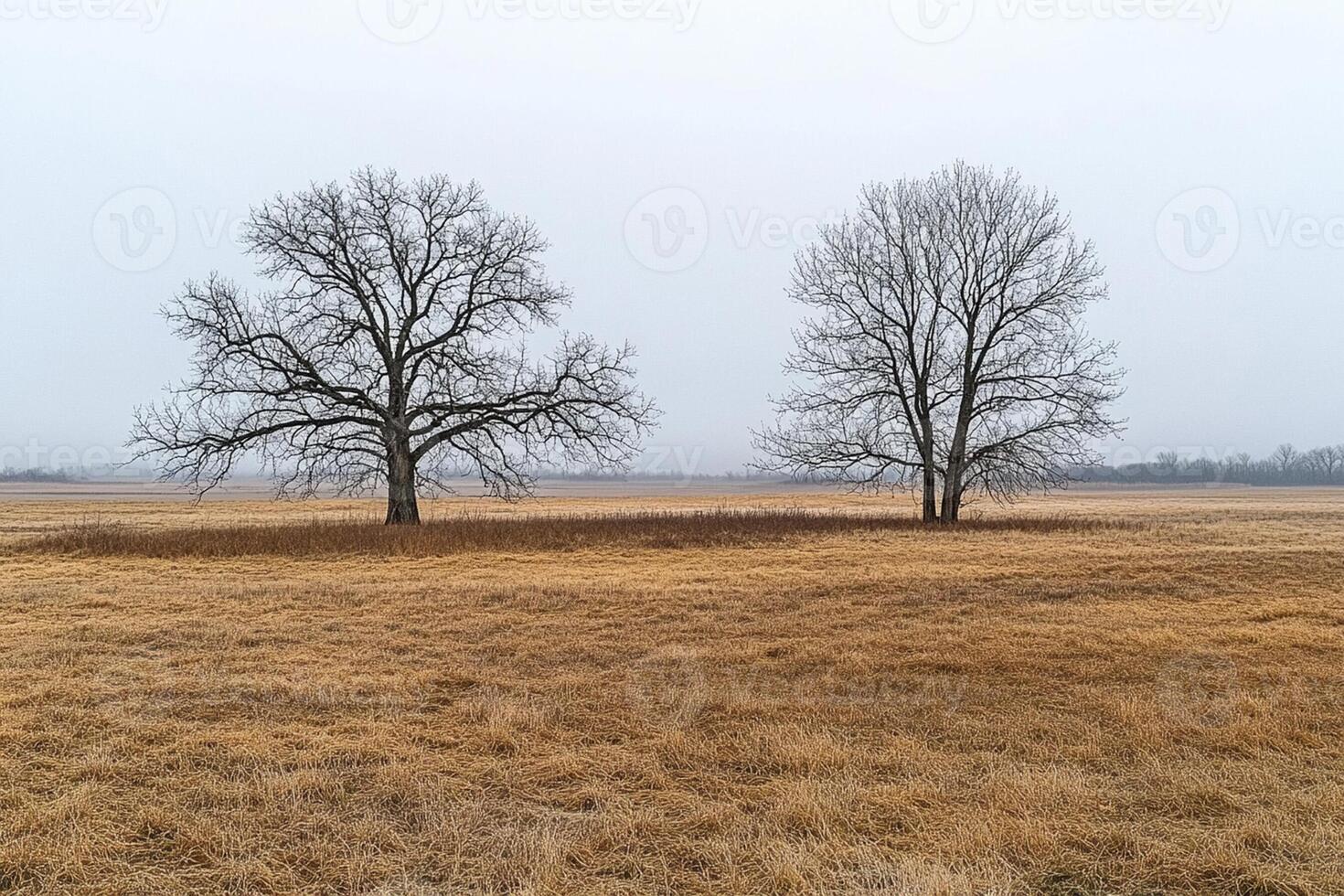 Two trees in a field on a foggy day photo