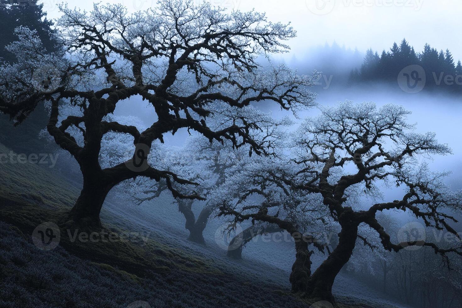 Trees in foggy forest with foggy trees photo