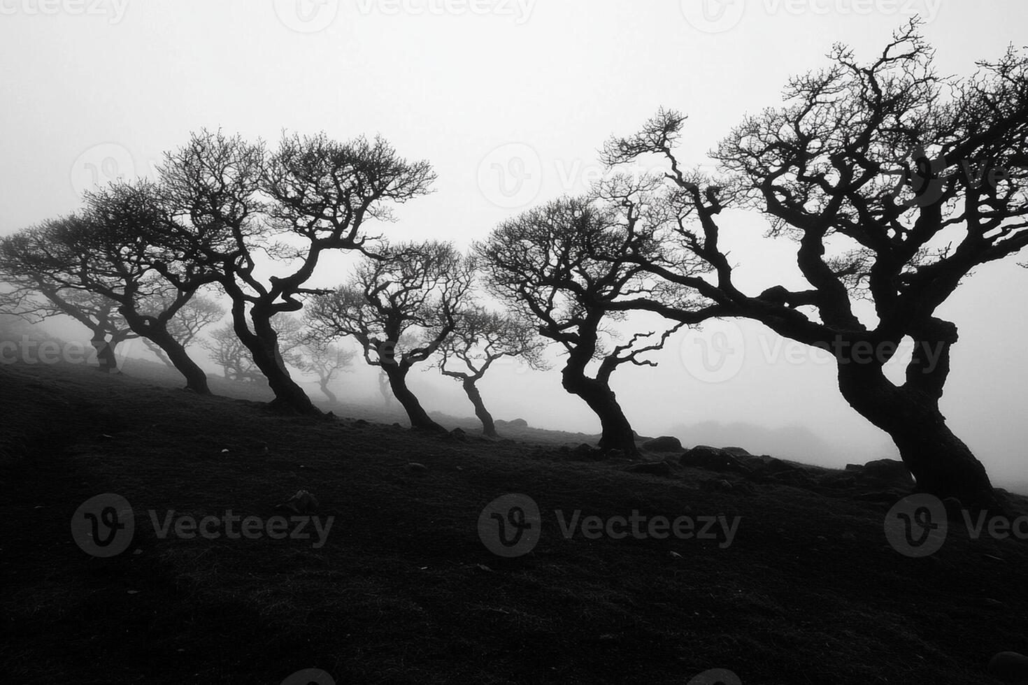 Black and white photograph of trees on a hill photo