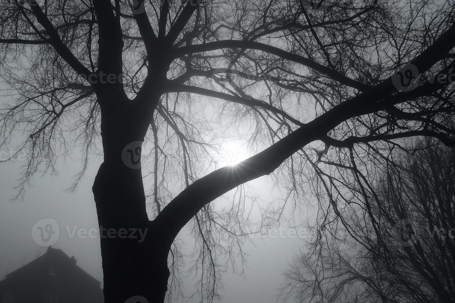 The sun is shining through the foggy trees photo