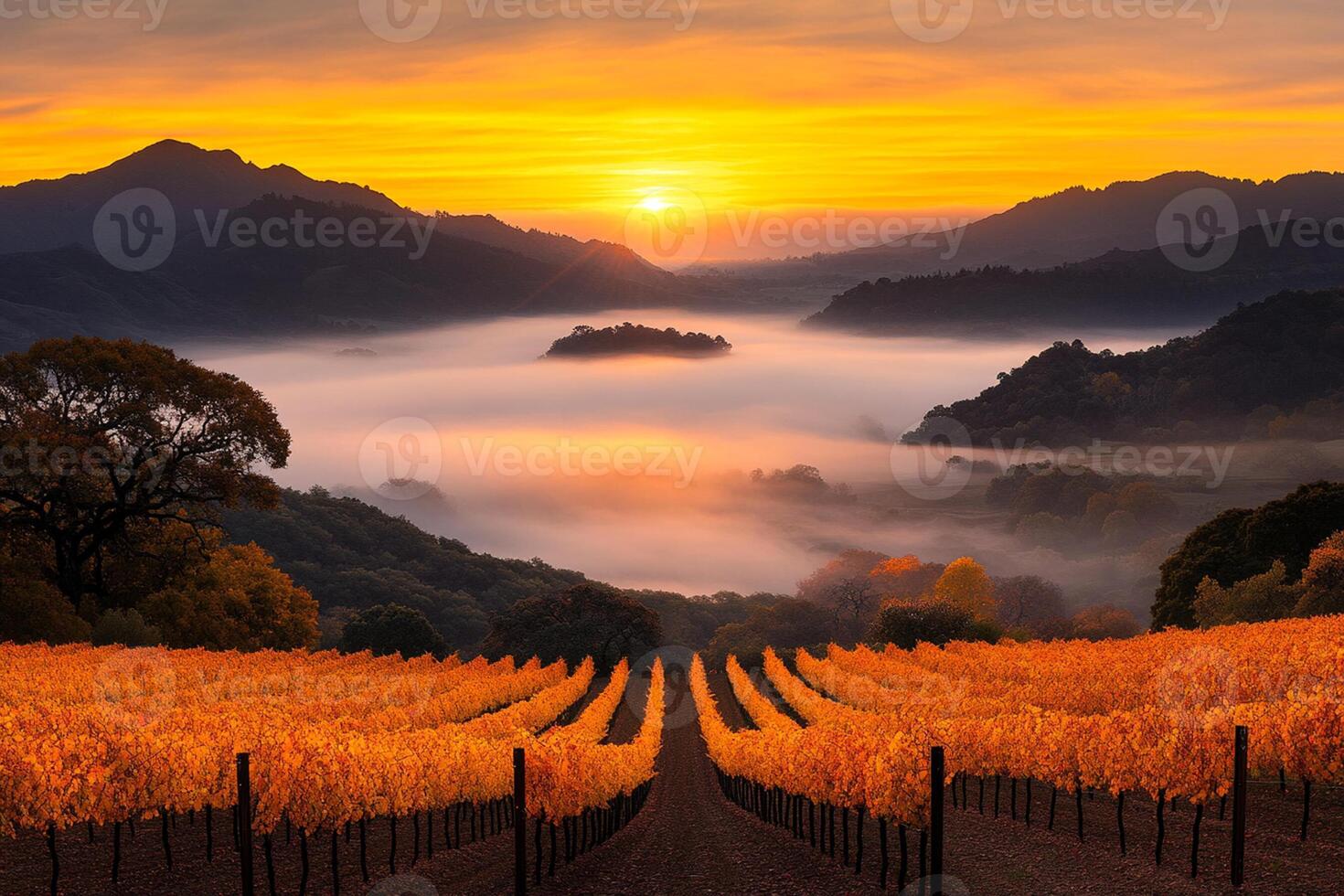 A vineyard field with fog and mountains in the background photo