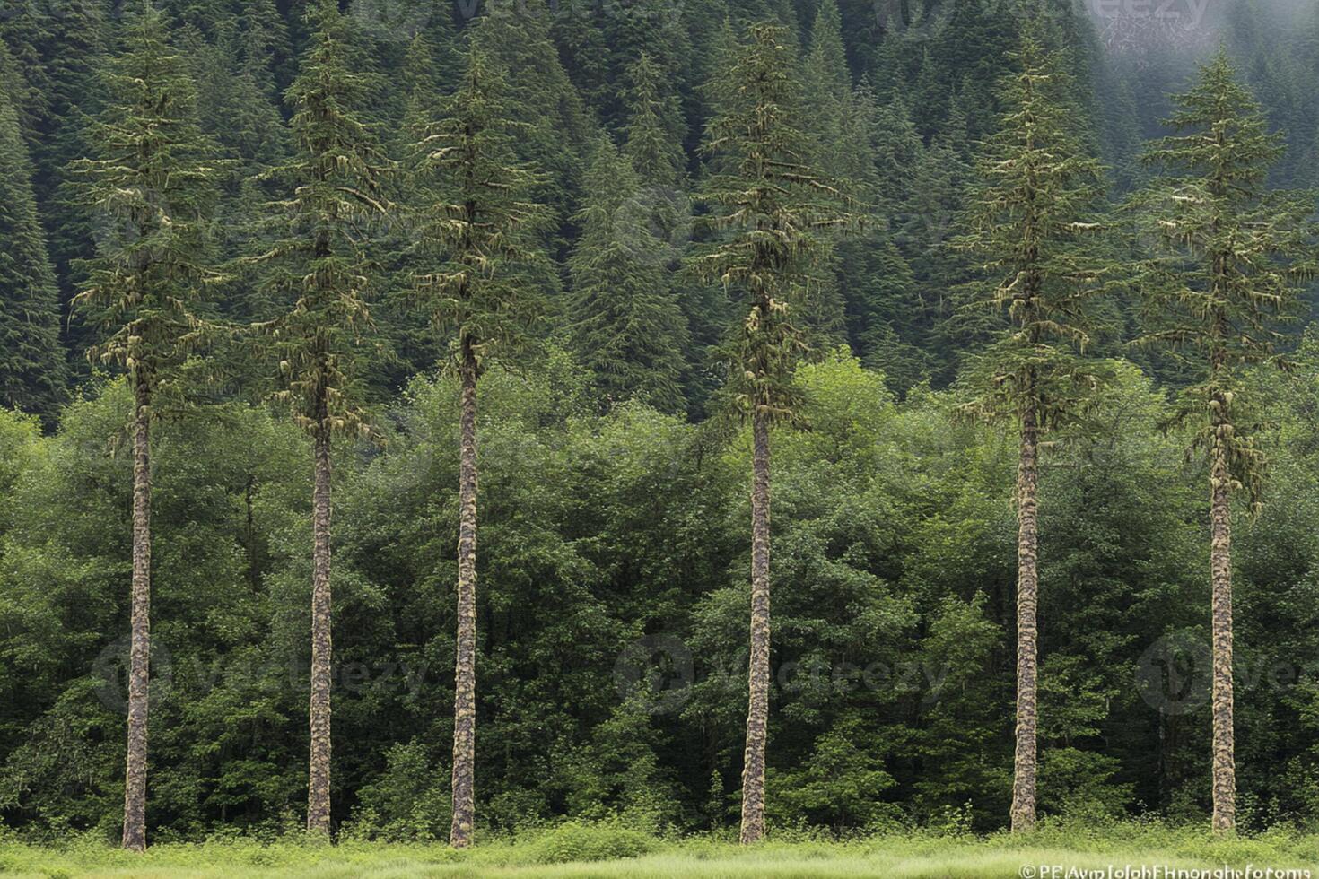 A row of tall trees in a forest photo