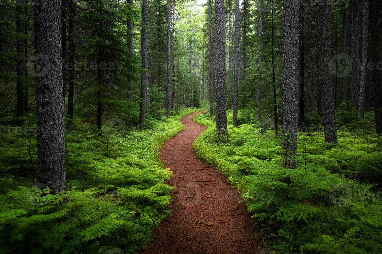 A path through a forest with tall trees photo