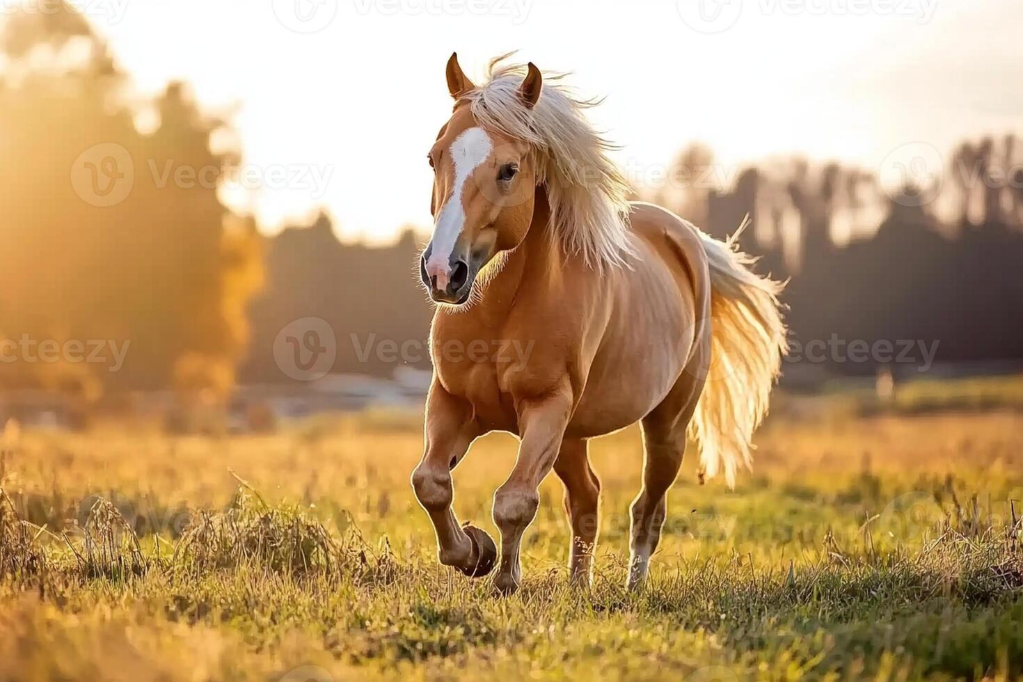 A horse running in a field at sunset photo