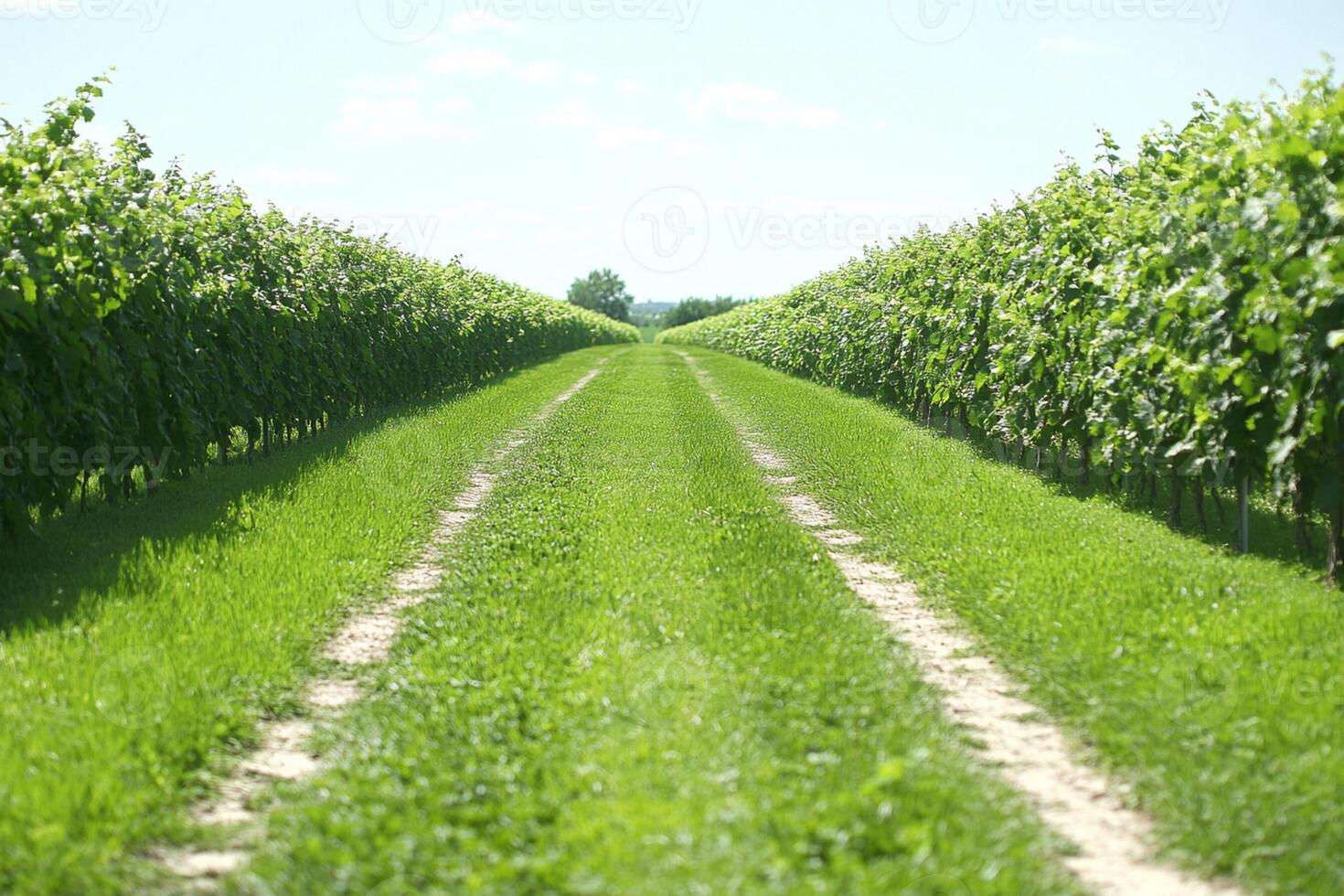 A row of trees photo