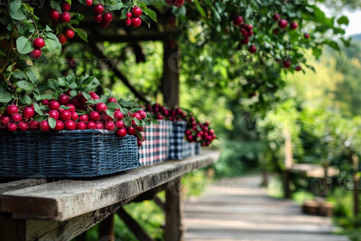 Cherry harvest in the summer photo