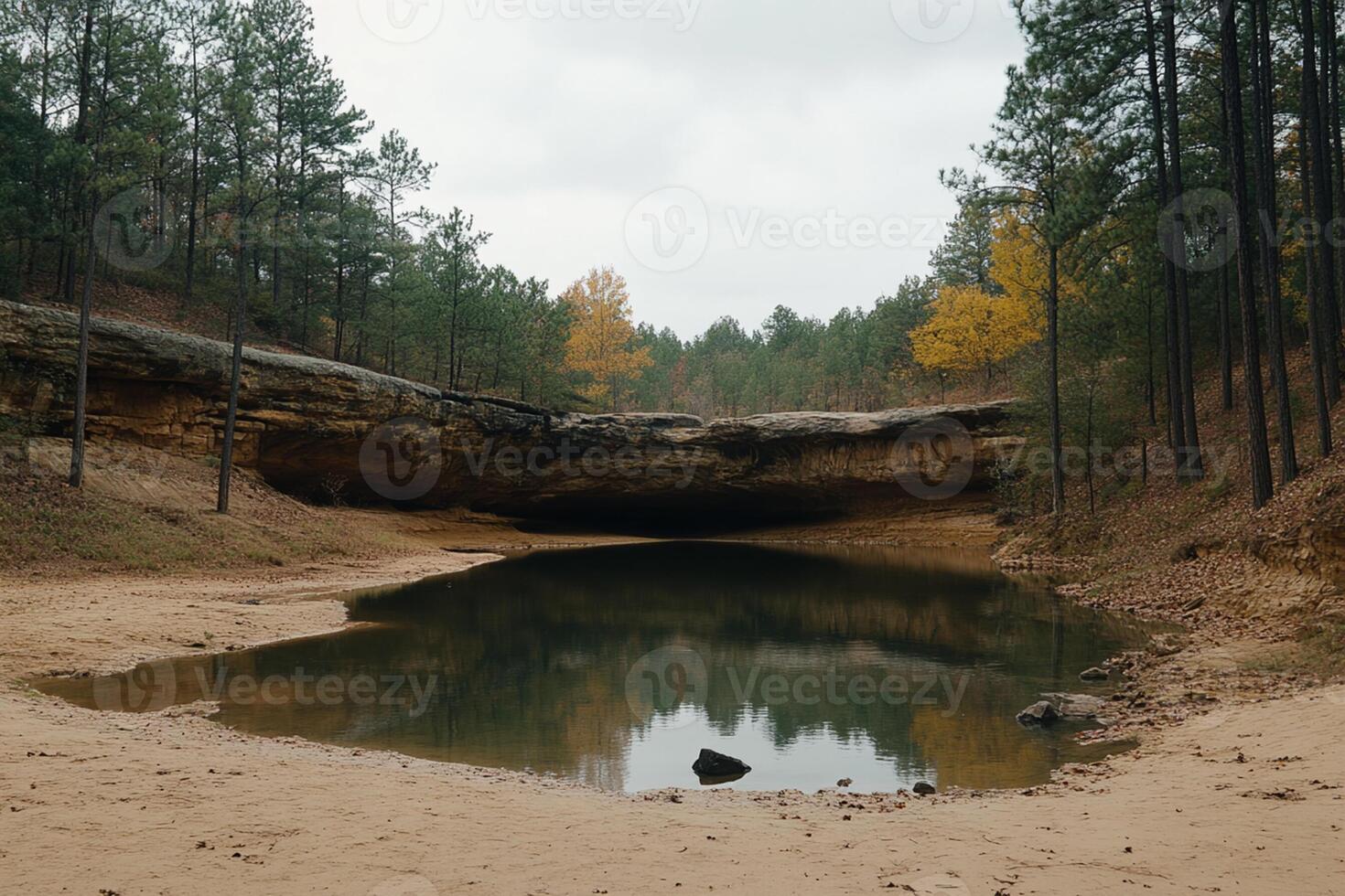 A small body of water surrounded by trees photo