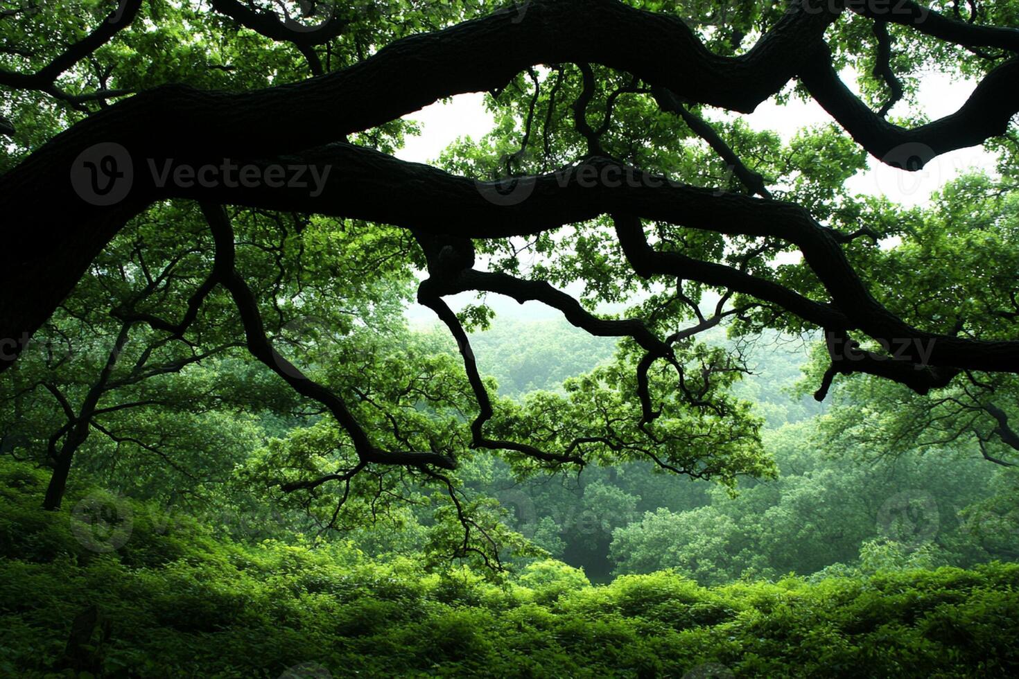 A tree in the middle of a forest photo