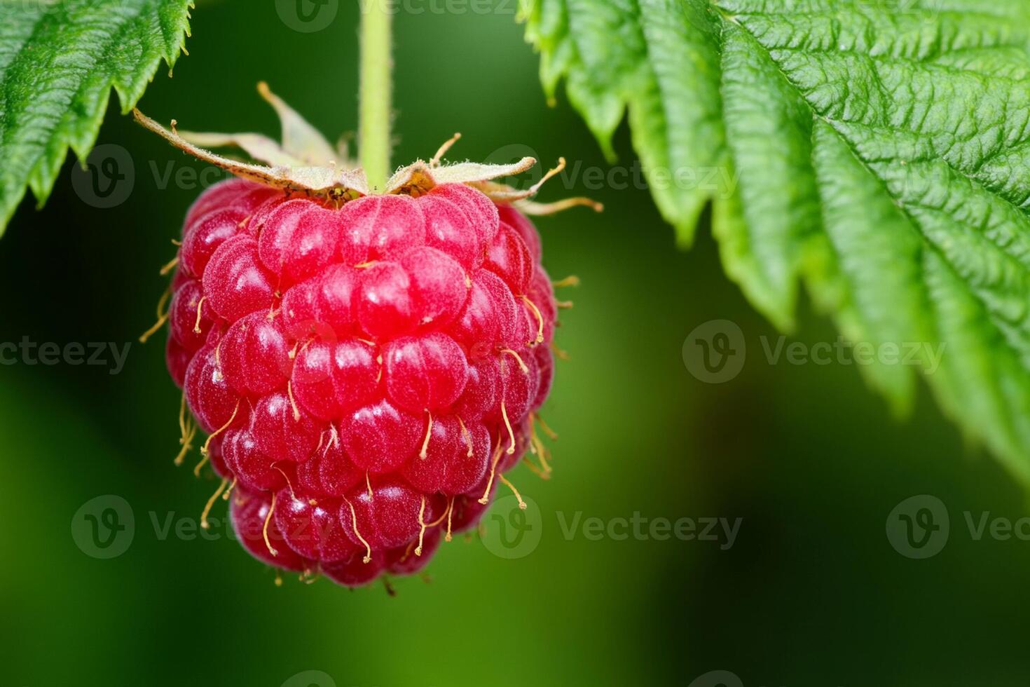 A raspberry is hanging from a green leaf photo
