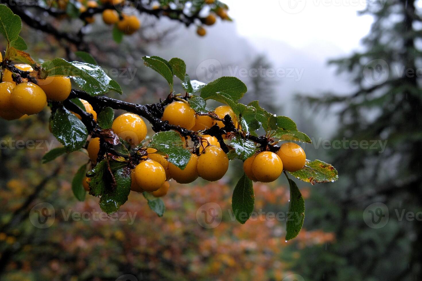 A tree with yellow fruit hanging on it photo