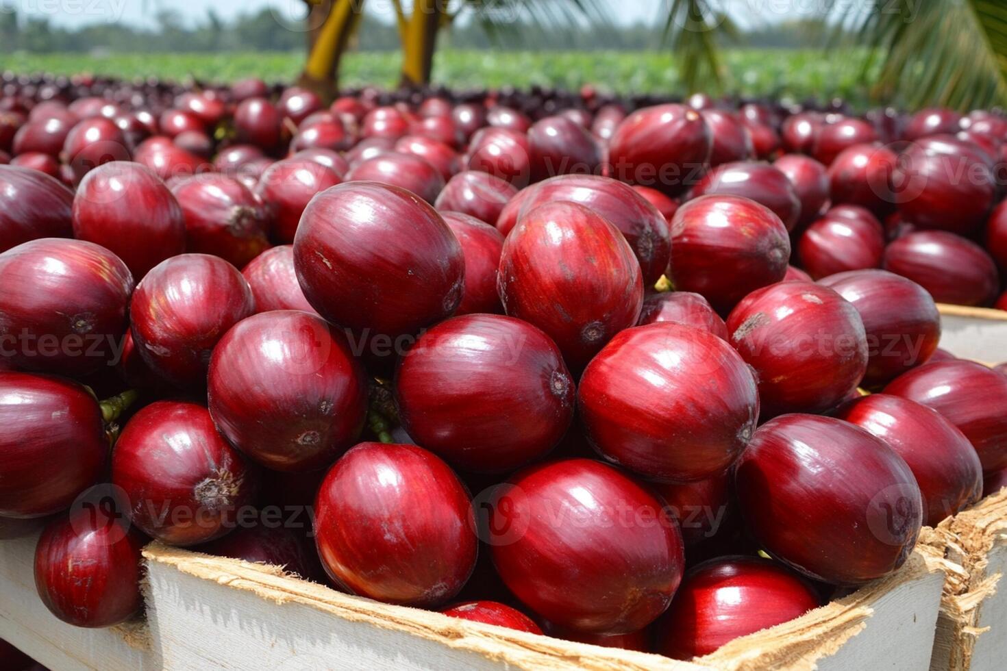 A large pile of red fruits in a box photo