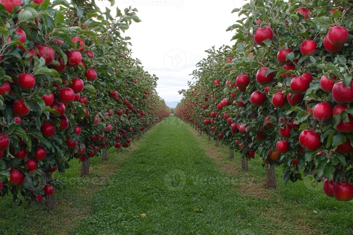 A row of trees with red apples on them photo