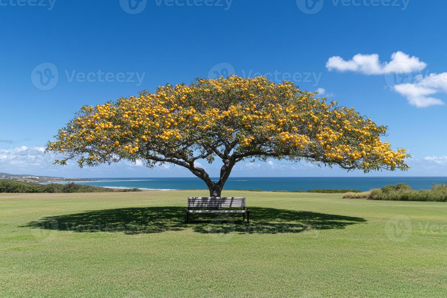 A bench under a tree in a field with the ocean in the background photo